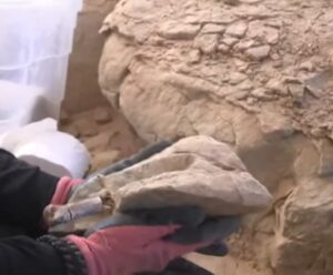 Así extraen con éxito parte del pie de un dinosaurio