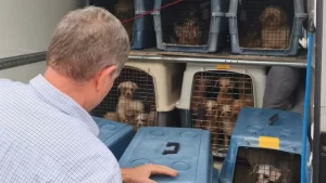 Rescate histórico en Gijón: más de 300 perros salvados de un criadero ilegal