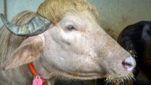 El búfalo albino “Donald Trump” causa furor en Bangladesh por su llamativo pelo rubio