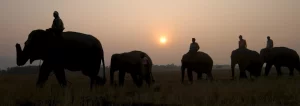 Tragedia en India: una turista murió atrapada durante una pelea entre elefantes
