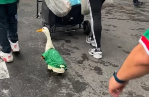 Pato con camiseta de México se vuelve viral antes del partido inaugural del Mundial 2026