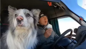 Trágico final para Chutou: el perro influencer con 1,5 millones de seguidores fue robado y vendido a un restaurante en China