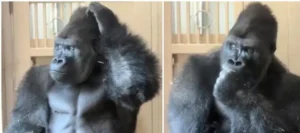 Video viral | El gorila Kiyomasa sorprende al mundo con una curiosa “reflexión” tras discutir con una hembra en Japón