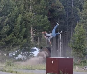 Impactante video: un bisonte embistió a un turista y lo lanzó por los aires en Yellowstone