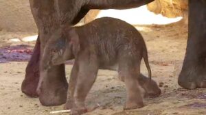 Nace una cría de elefante de Sumatra en Madrid y refuerza la conservación de una especie en peligro crítico