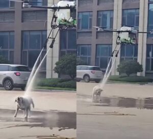 Dron diseñado para limpiar paneles solares termina bañando a un perro en China