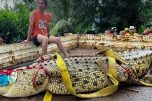 Tailandia: rescatan a un cocodrilo de 400 kilos por las inundaciones