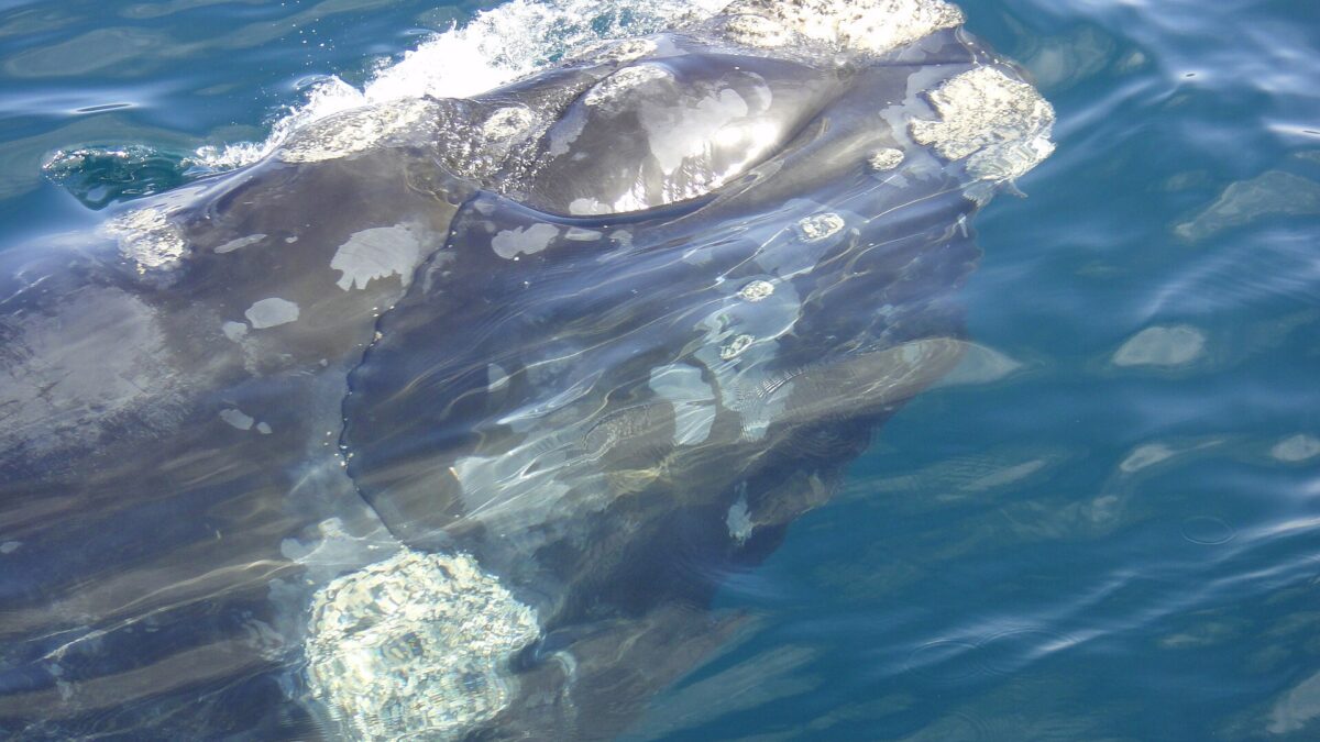 Cabeza cubierta de crestones de una ballena franca austral que sale a la superficie del agua en Puerto Madryn