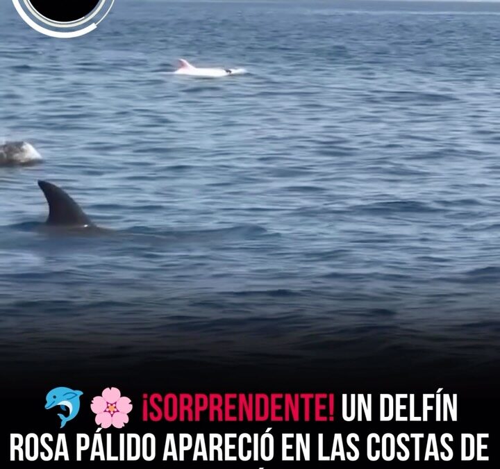 Delfín de color rosado pálido nadando junto a otros delfines frente a la playa de Qantab, en Omán