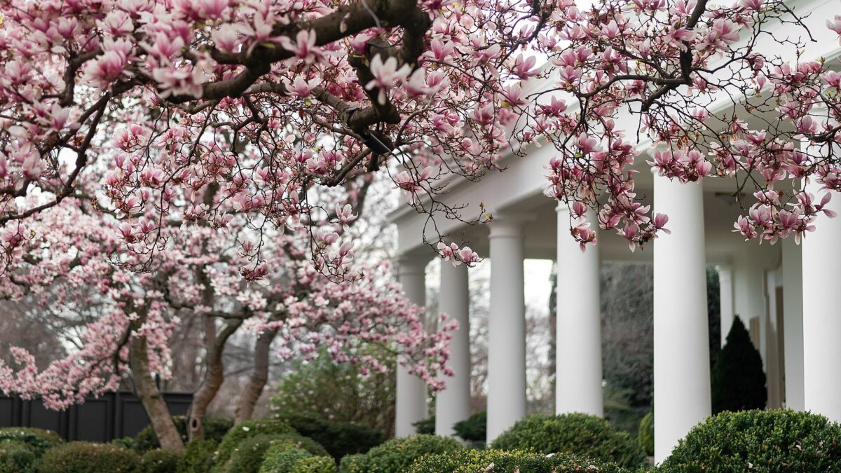 Árboles en flor en el Jardín de las Rosas de la Casa Blanca, en una fotografía de marzo de 2020